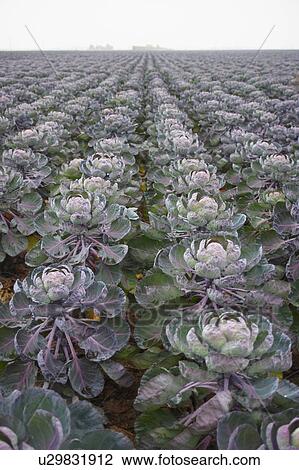 Brussel Sprouts Growing In Farm Field View Large Photo Image Stock Image - Brussel Sprouts Growing In Farm Field. Fotosearch
