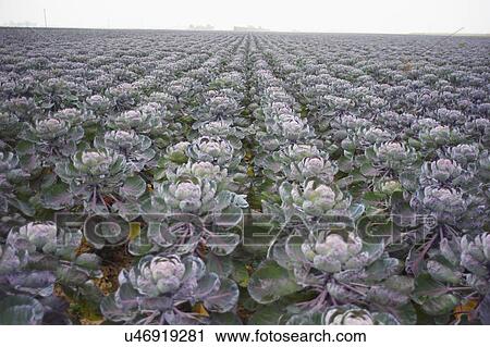 Stock Image - Brussel Sprouts Growing In Farm Field. Fotosearch