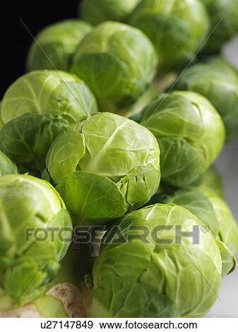Brussels sprouts tree View Large Photo Image Stock Photo - Brussels sprouts tree. Fotosearch
