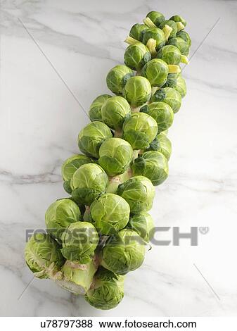 Brussels sprouts tree View Large Photo Image Stock Photo - Brussels sprouts tree. Fotosearch