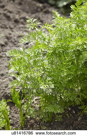 Carrots Growing In Vegetable Garden View Large Photo Image Stock Photograph - Carrots Growing In Vegetable Garden. Fotosearch