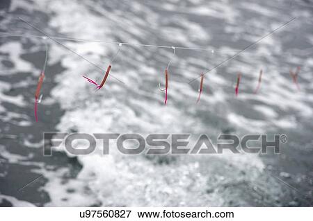 Catching Fish Using Sustainable Line Method View Large Photo Image Stock Photo - Catching Fish Using Sustainable Line Method. Fotosearch