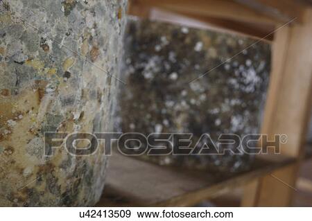 Stock Photo - Cheese Truckles Maturing In Storage. Fotosearch