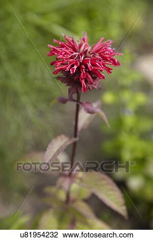 Stock Image - Close Up Of Bergamot Flower Growing In Garden. Fotosearch
