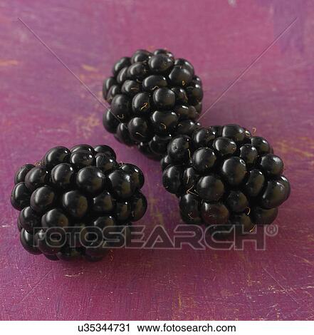Close Up Of Blackberries On Colored Background View Large Photo Image Stock Image - Close Up Of Blackberries On Colored Background. Fotosearch
