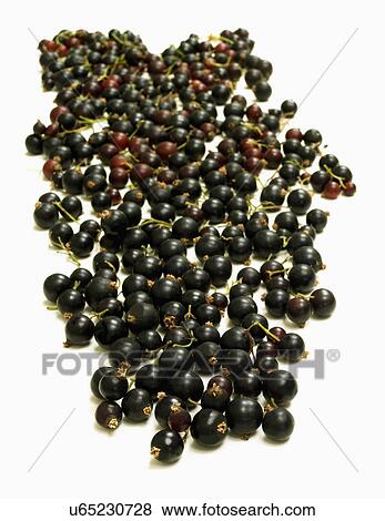 Close Up Of Blackcurrants On White Background View Large Photo Image Stock Photo - Close Up Of Blackcurrants On White Background. Fotosearch