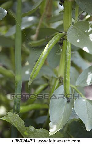 Stock Image - Close Up Of Broad Beans Growing In Garden. Fotosearch