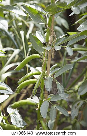 Close Up Of Broad Beans Growing In Garden View Large Photo Image Stock Image - Close Up Of Broad Beans Growing In Garden. Fotosearch