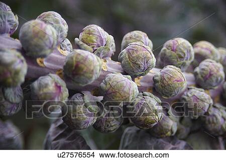 Close Up Of Brussel Sprouts Growing In Garden View Large Photo Image Picture - Close Up Of Brussel Sprouts Growing In Garden. Fotosearch