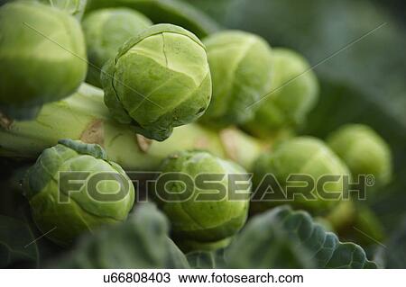 Stock Image - Close Up Of Brussel Sprouts Growing In Garden. Fotosearch