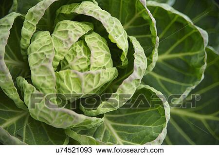 Close Up Of Brussel Sprouts Growing In Garden View Large Photo Image Stock Image - Close Up Of Brussel Sprouts Growing In Garden. Fotosearch
