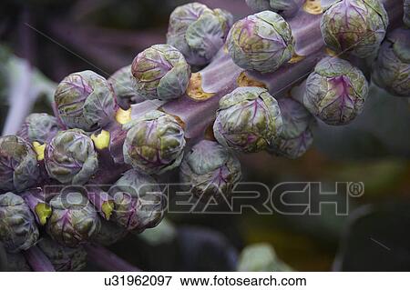 Stock Photo - Close Up Of Brussel Sprouts Growing In Garden. Fotosearch