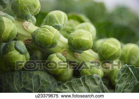 Close Up Of Brussel Sprouts Growing In Garden View Large Photo Image Stock Photography - Close Up Of Brussel Sprouts Growing In Garden. Fotosearch