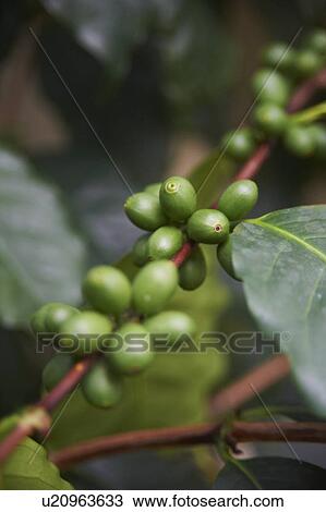 Stock Image - Close Up Of Coffee Beans Growing On Plant. Fotosearch