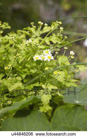 Stock Photograph - Close Up Of Feverfew Plant Growing In Garden. Fotosearch