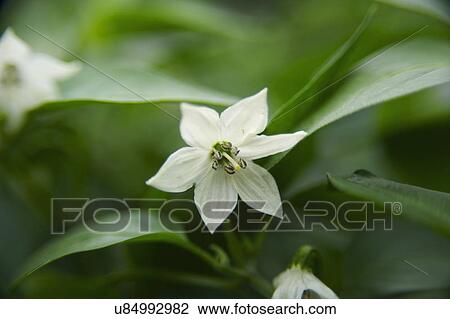 Close Up Of Flower On Chilli Pepper Plant View Large Photo Image Stock Image - Close Up Of Flower On Chilli Pepper Plant. Fotosearch