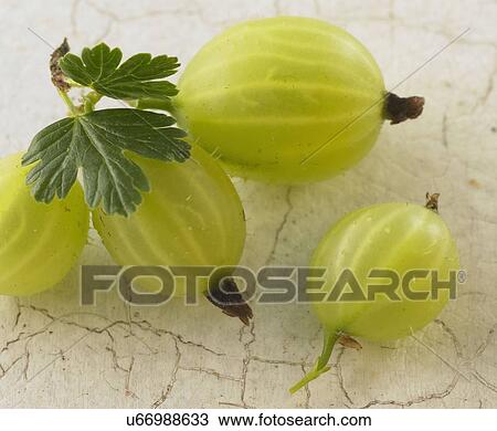 Close Up Of Gooseberries On Colored Background View Large Photo Image Stock Image - Close Up Of Gooseberries On Colored Background. Fotosearch
