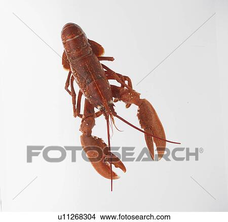 Cooked Lobster On White Background View Large Photo Image Picture - Cooked Lobster On White Background. Fotosearch