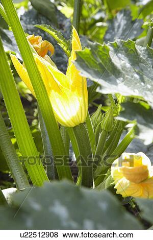 Courgette Growing In Vegetable Garden With Flower View Large Photo Image Stock Photo - Courgette Growing In Vegetable Garden With Flower. Fotosearch