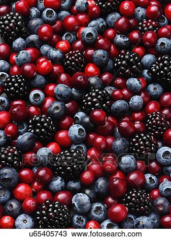 Cranberries blackberries and blueberries entire frame View Large Photo Image Stock Image - Cranberries blackberries and blueberries entire frame. Fotosearch