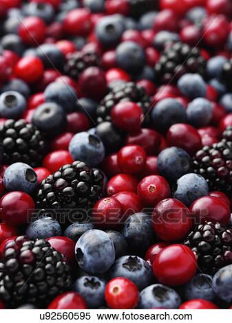 Cranberries blackberries and blueberries entire frame View Large Photo Image Stock Photography - Cranberries blackberries and blueberries entire frame. Fotosearch