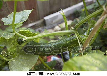Cucumber Growing In Greenhouse View Large Photo Image Stock Image - Cucumber Growing In Greenhouse. Fotosearch