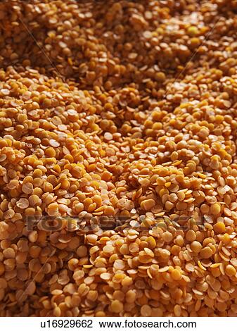 Entire frame red split lentils View Large Photo Image Stock Image - Entire frame red split lentils. Fotosearch