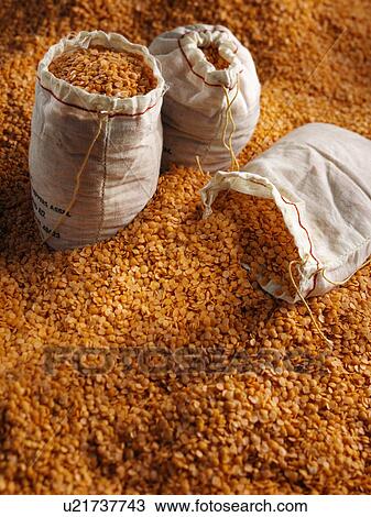 Entire frame red split lentils with sacks View Large Photo Image Stock Image - Entire frame red split lentils with sacks. Fotosearch