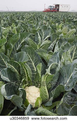 Farm Field Of Cauliflowers Ready To Be Harvested View Large Photo Image Stock Photo - Farm Field Of Cauliflowers Ready To Be Harvested. Fotosearch
