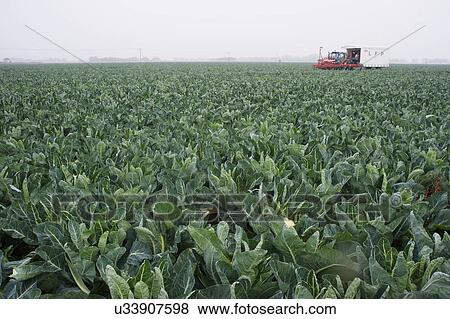 Farm Field Of Cauliflowers Ready To Be Harvested View Large Photo Image Stock Photo - Farm Field Of Cauliflowers Ready To Be Harvested. Fotosearch