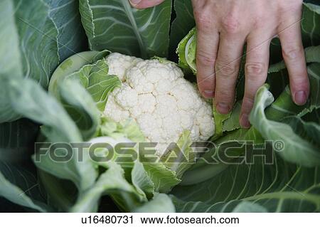 Farmer Checking Quality Of Cauliflowers In Field View Large Photo Image Stock Image - Farmer Checking Quality Of Cauliflowers In Field. Fotosearch