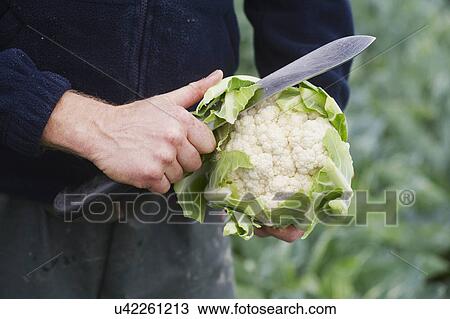 Farmer Checking Quality Of Cauliflowers In Field View Large Photo Image Stock Image - Farmer Checking Quality Of Cauliflowers In Field. Fotosearch