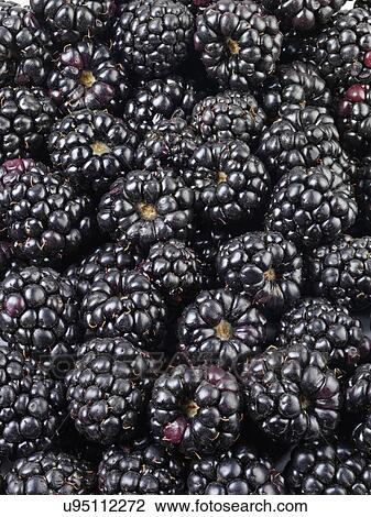 Fresh Blackberries View Large Photo Image Stock Image - Fresh Blackberries. Fotosearch