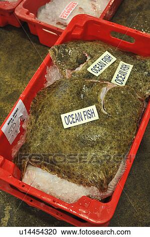 Fresh Fish For Sale At Market View Large Photo Image Stock Image - Fresh Fish For Sale At Market. Fotosearch