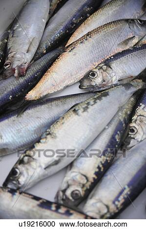 Fresh Fish For Sale At Market View Large Photo Image Stock Image - Fresh Fish For Sale At Market. Fotosearch