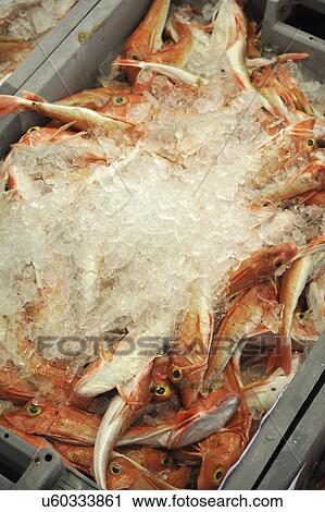 Fresh Fish For Sale At Market View Large Photo Image Stock Image - Fresh Fish For Sale At Market. Fotosearch