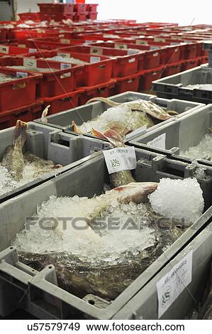 Stock Photo - Fresh Fish For Sale At Market. Fotosearch