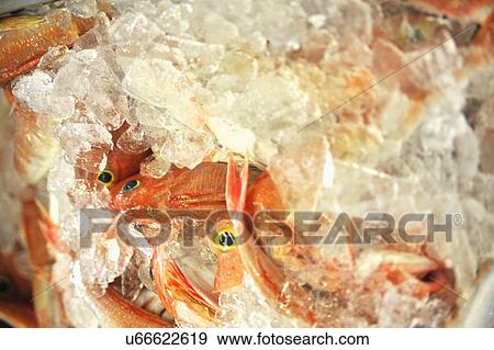 Stock Photo - Fresh Fish For Sale At Market. Fotosearch