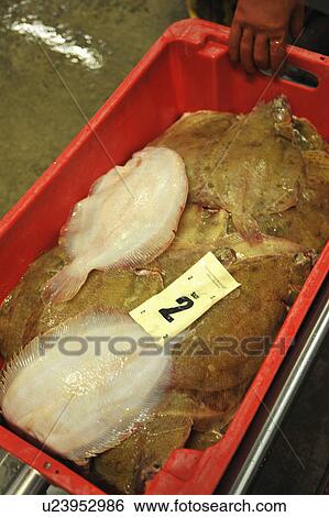 Fresh Fish For Sale At Market View Large Photo Image Stock Photograph - Fresh Fish For Sale At Market. Fotosearch