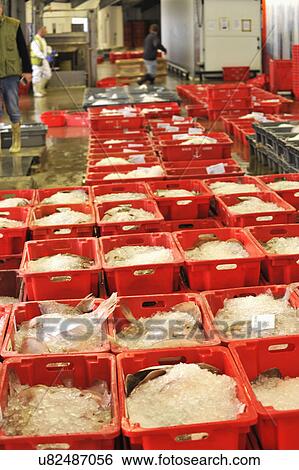 Stock Photograph - Fresh Fish For Sale At Market. Fotosearch