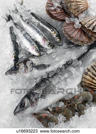 Fresh fish scallops and prawns on a bed of ice View Large Photo Image Stock Image - Fresh fish scallops and prawns on a bed of ice. Fotosearch