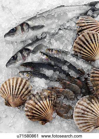 Fresh fish scallops and prawns on a bed of ice View Large Photo Image Stock Image - Fresh fish scallops and prawns on a bed of ice. Fotosearch