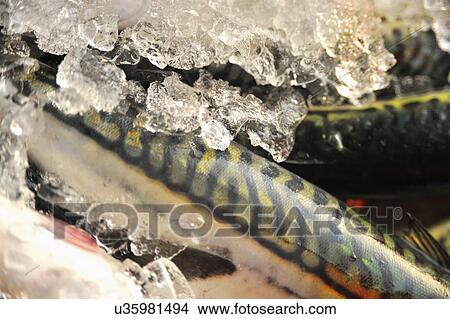 Fresh Mackerel For Sale At Market View Large Photo Image Picture - Fresh Mackerel For Sale At Market. Fotosearch