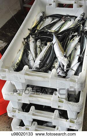 Stock Image - Fresh Mackerel For Sale At Market. Fotosearch