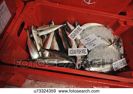 Fresh Mackerel For Sale At Market View Large Photo Image Stock Photo - Fresh Mackerel For Sale At Market. Fotosearch