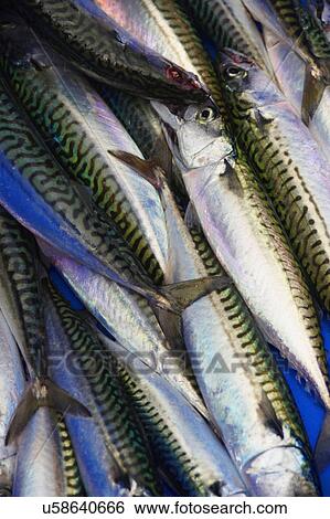 Fresh Mackerel For Sale At Market View Large Photo Image Stock Photograph - Fresh Mackerel For Sale At Market. Fotosearch