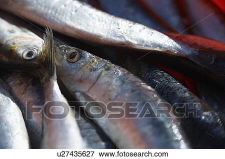 Stock Photo - Fresh Sardines For Sale At Market. Fotosearch