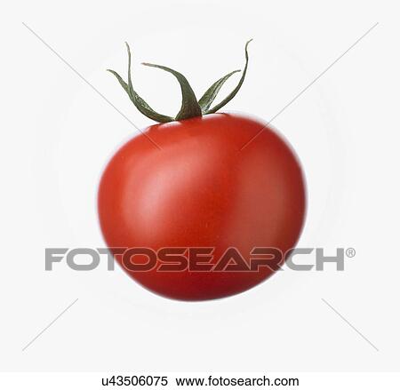 Fresh Tomato On White Background View Large Photo Image Stock Photography - Fresh Tomato On White Background. Fotosearch