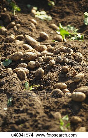 jersey royal potatoes