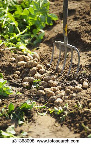 Freshly Dug Jersey Royal Potatoes In Garden View Large Photo Image Stock Photo - Freshly Dug Jersey Royal Potatoes In Garden. Fotosearch